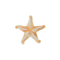 Sunny the Starfish